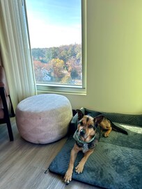 Service dog was comfy