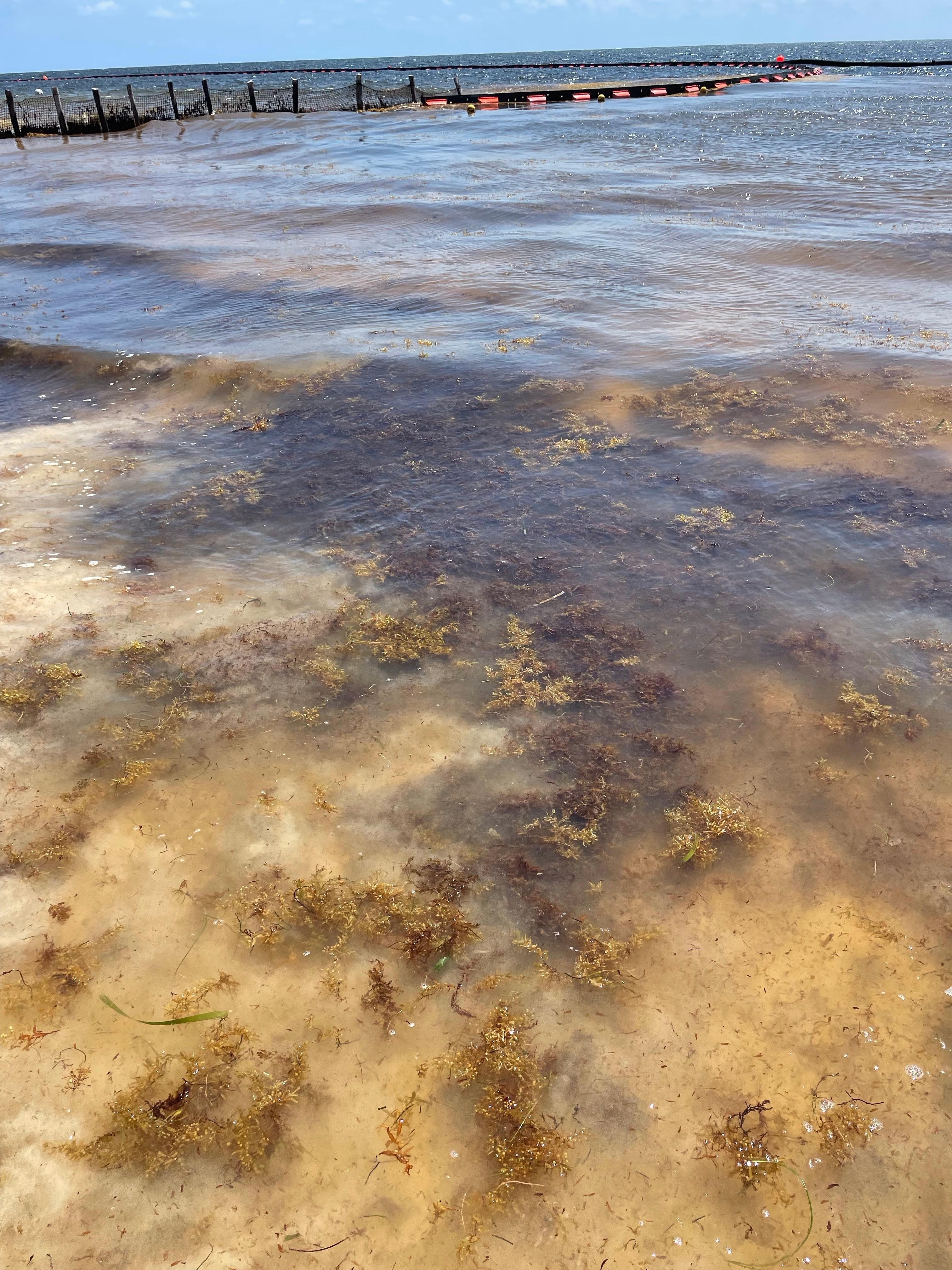 Sargasses dans la mer de couleur jaune brun