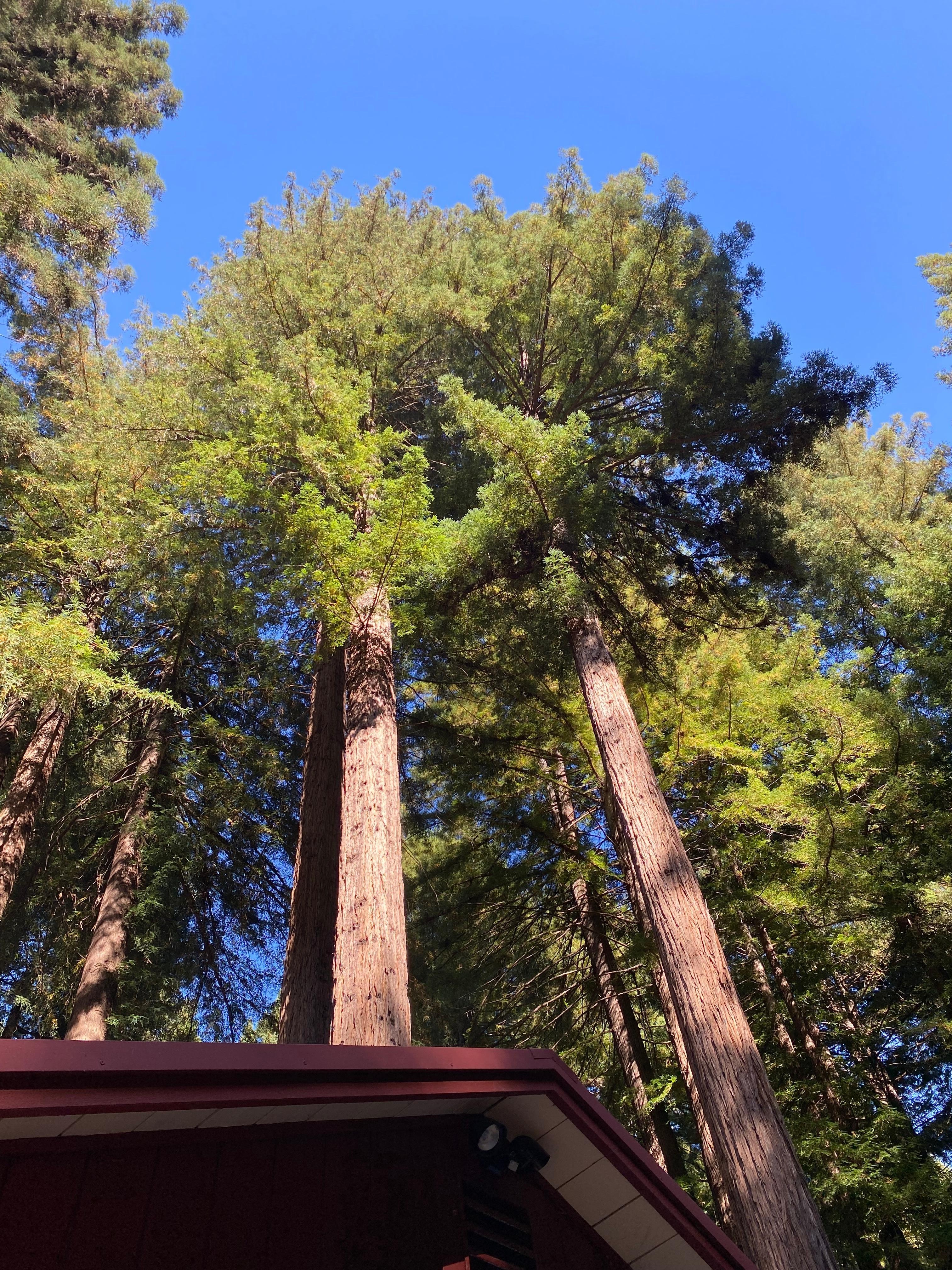 Backyard view was beautiful!