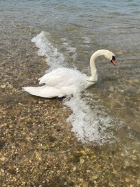 Peaceful fauna