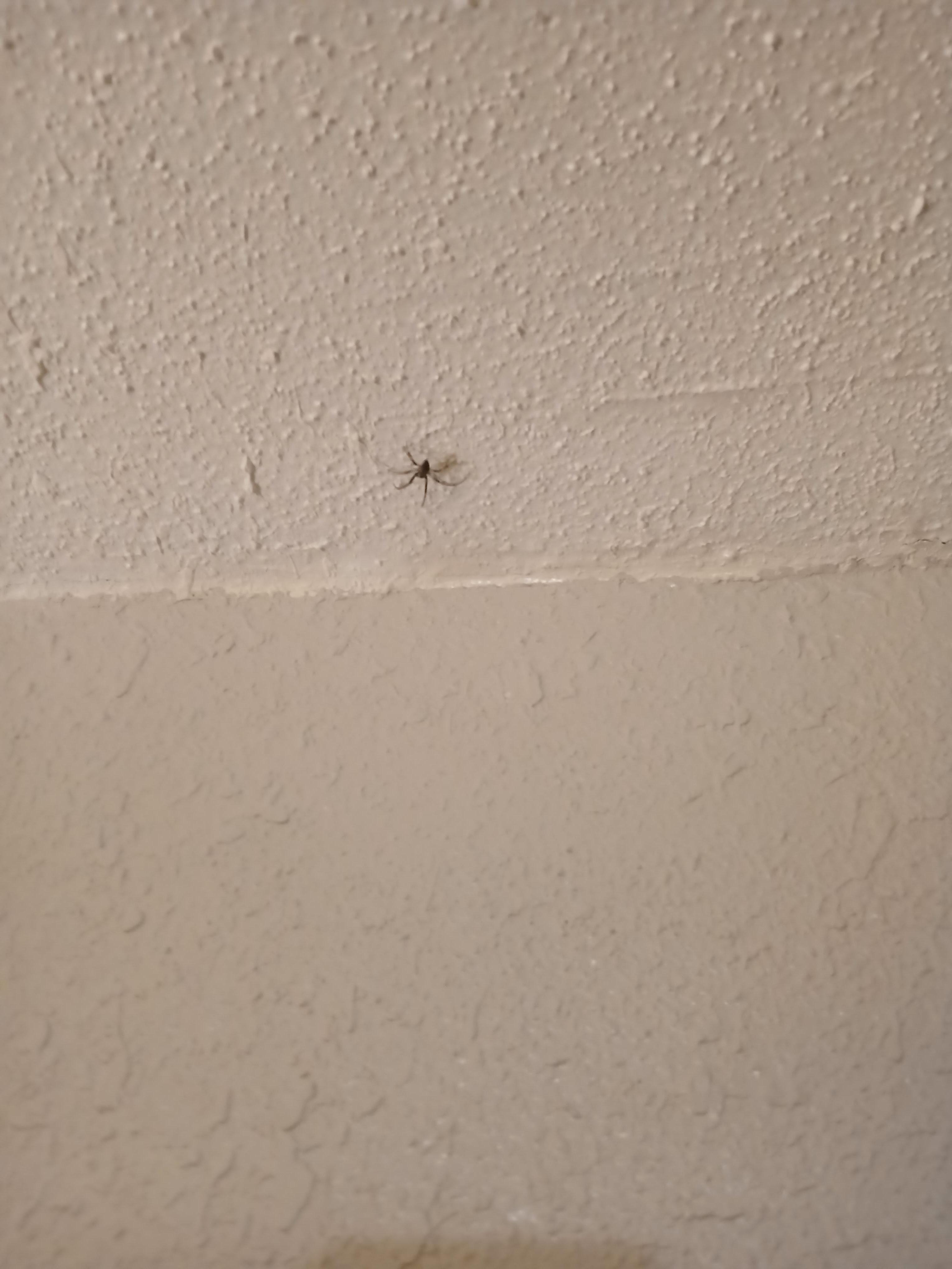 Spiders