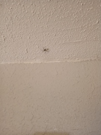 Spiders