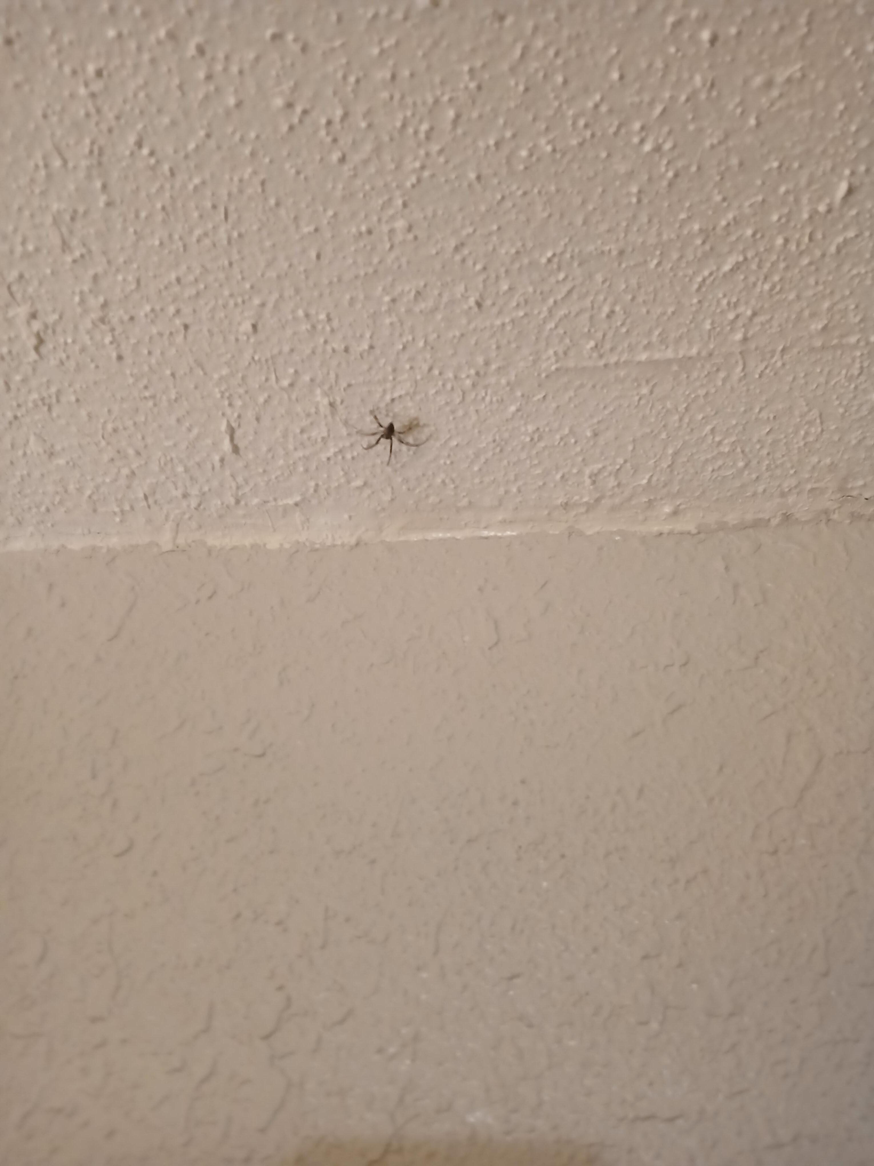 Spiders
