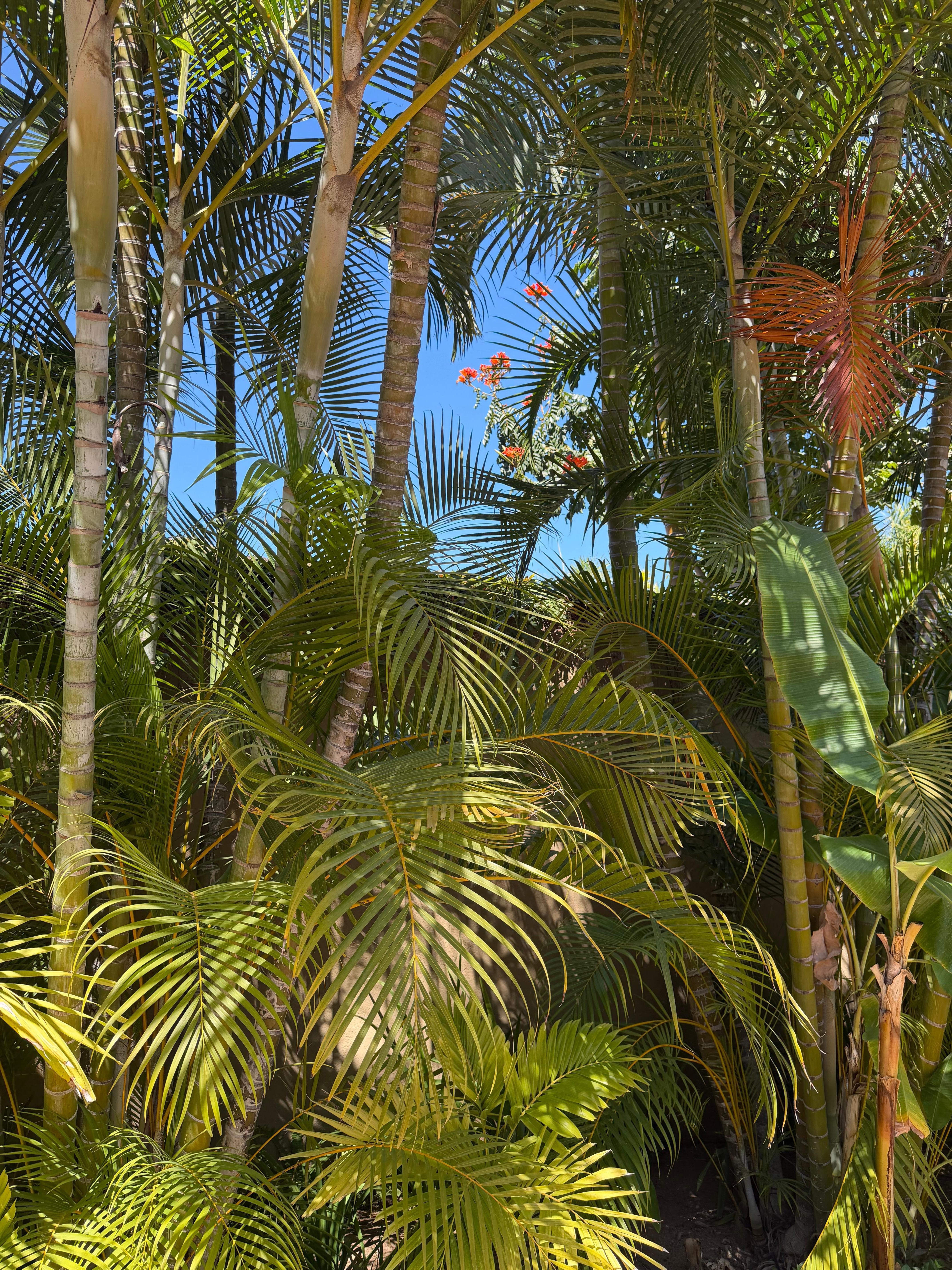 This is a photo from the upper deck of the home. It’s a blood moon and is perfect as our stay was.