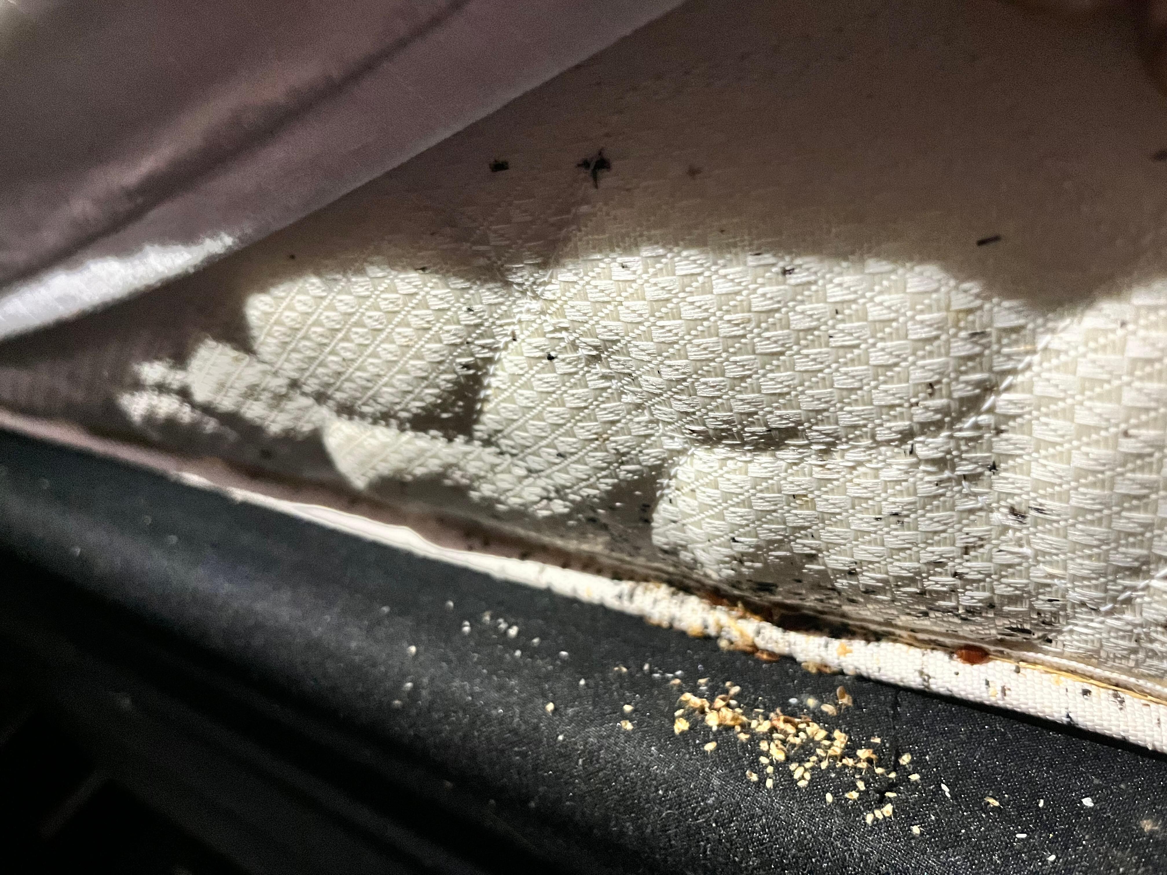 Bug poop and bugs. Many more ran under the mattress and behind the headboard