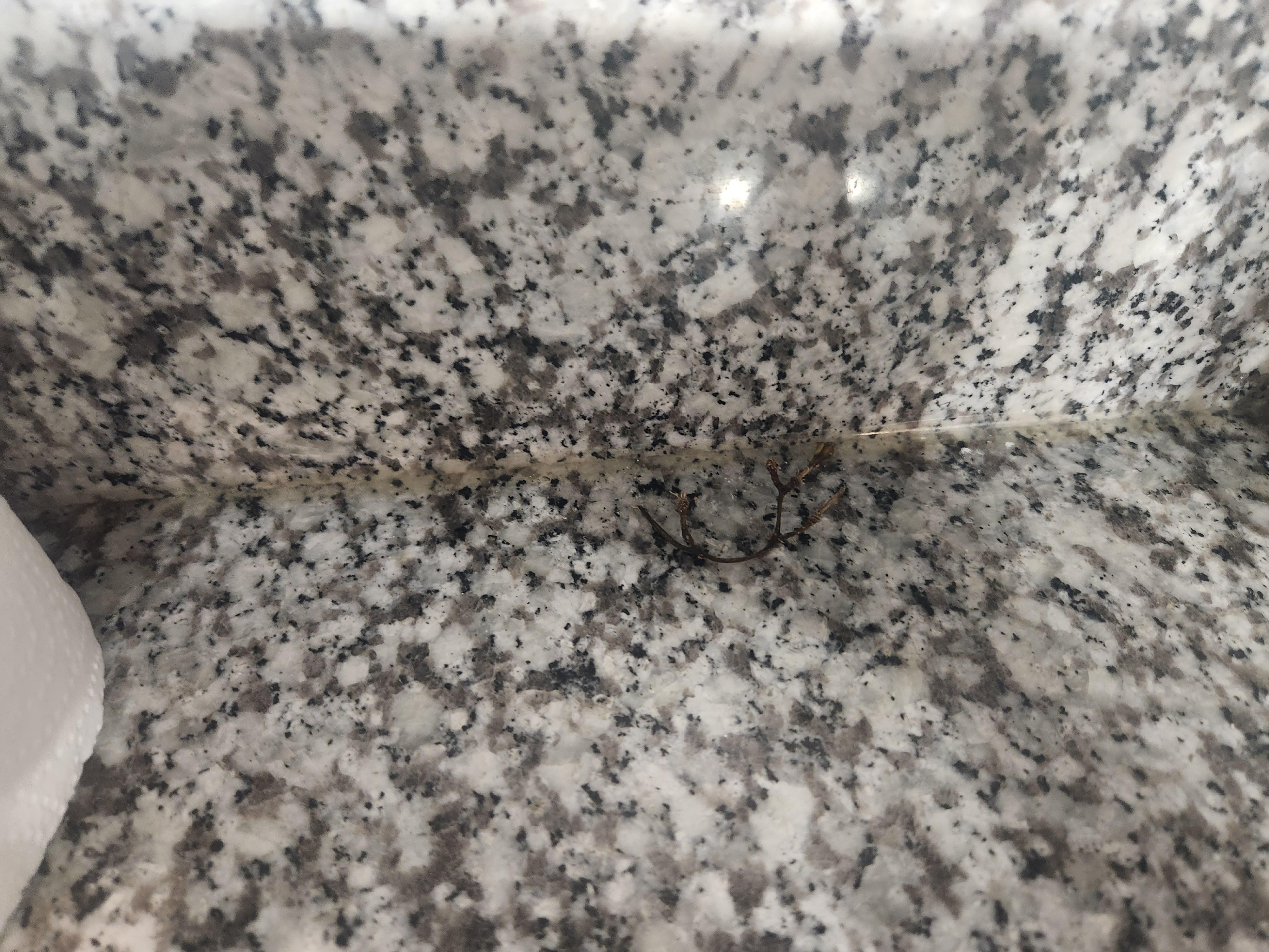 Dirty with food stems on it