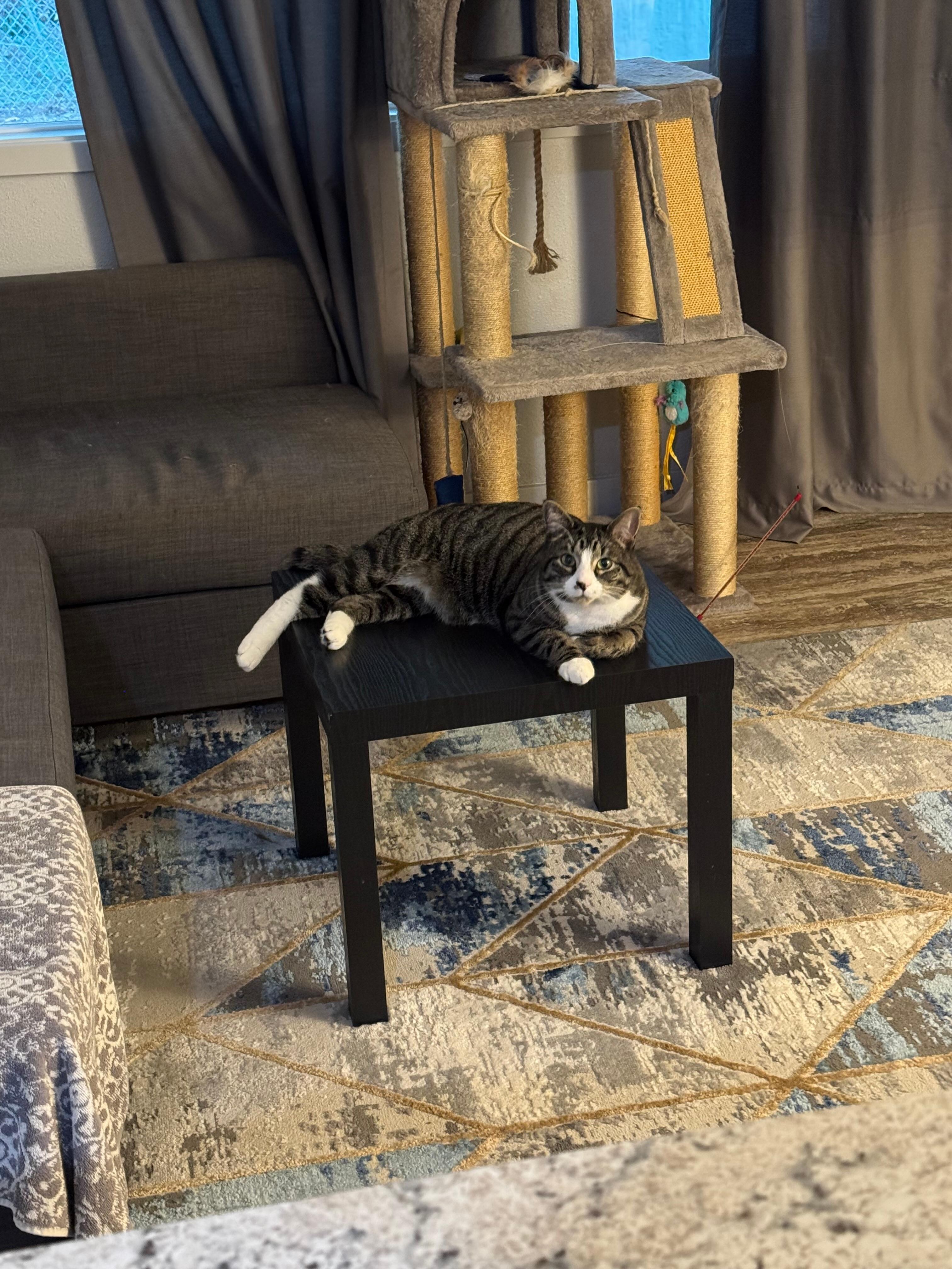 Perfect cat lounge table.