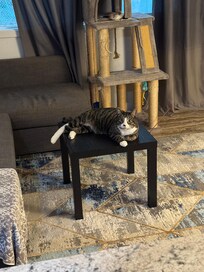 Perfect cat lounge table.