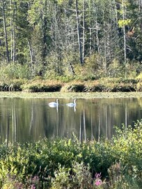 Swans