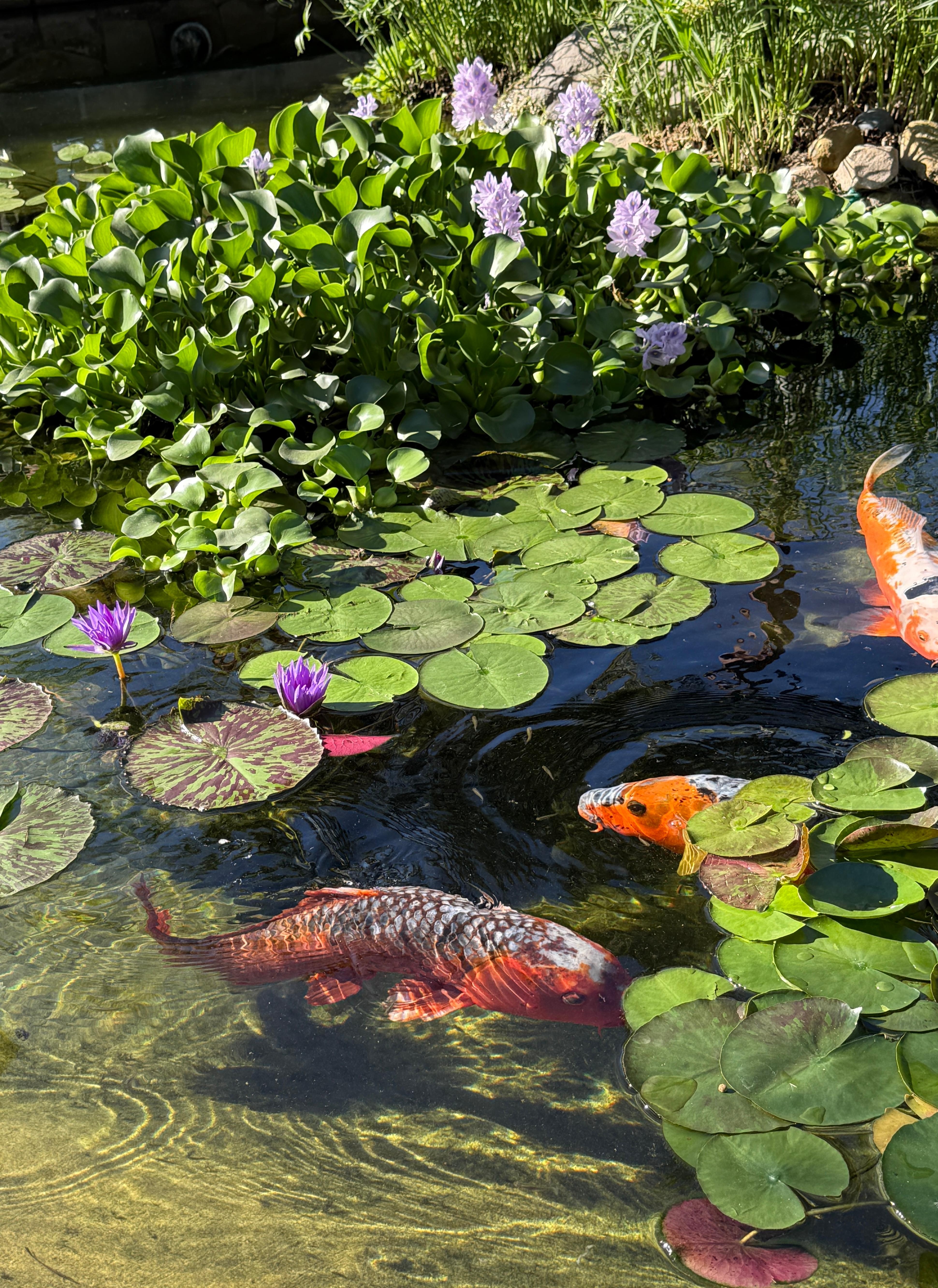 Koi pond