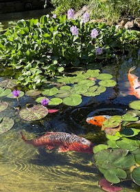 Koi pond