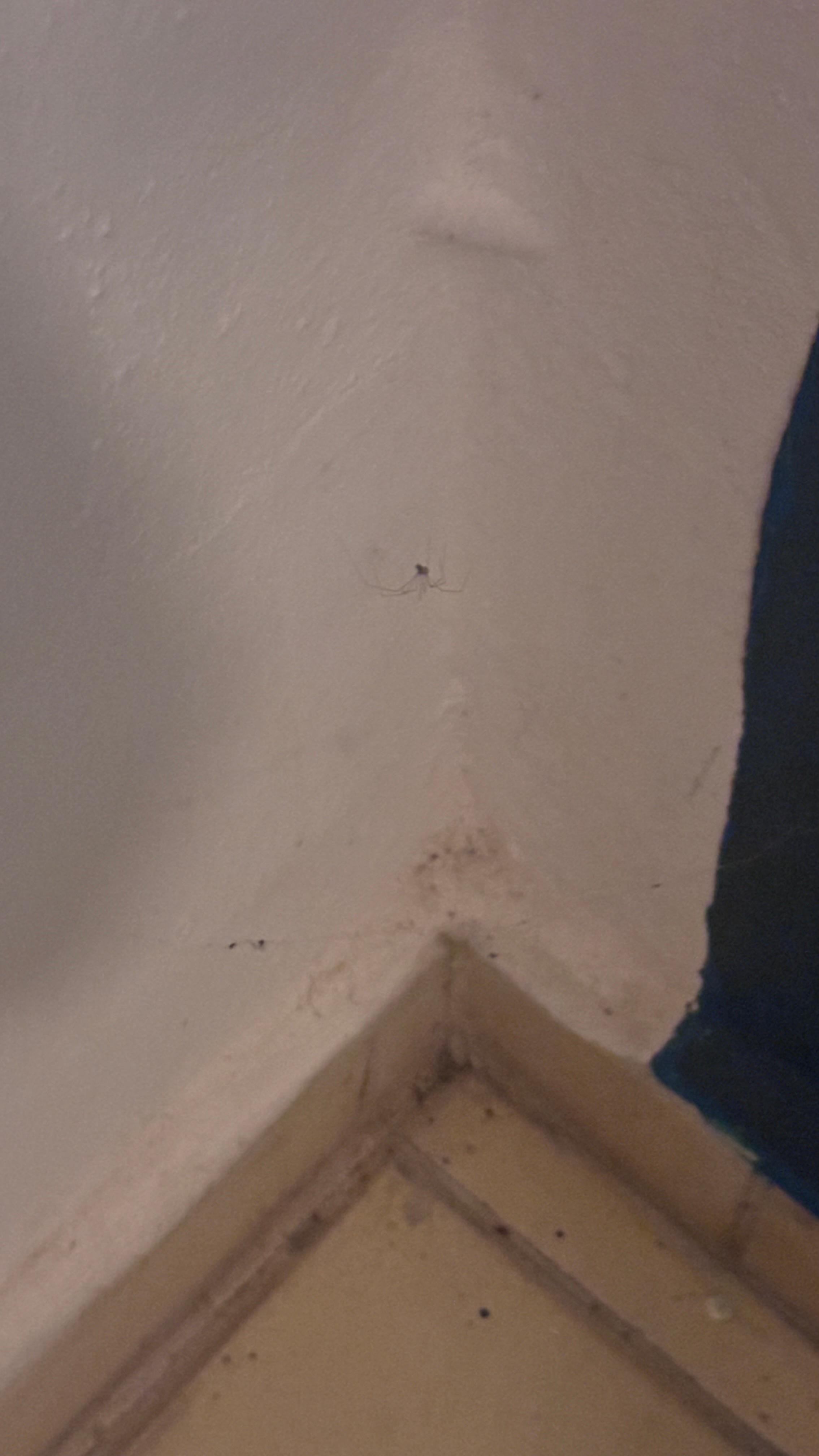 Teia de aranha nos quartos 