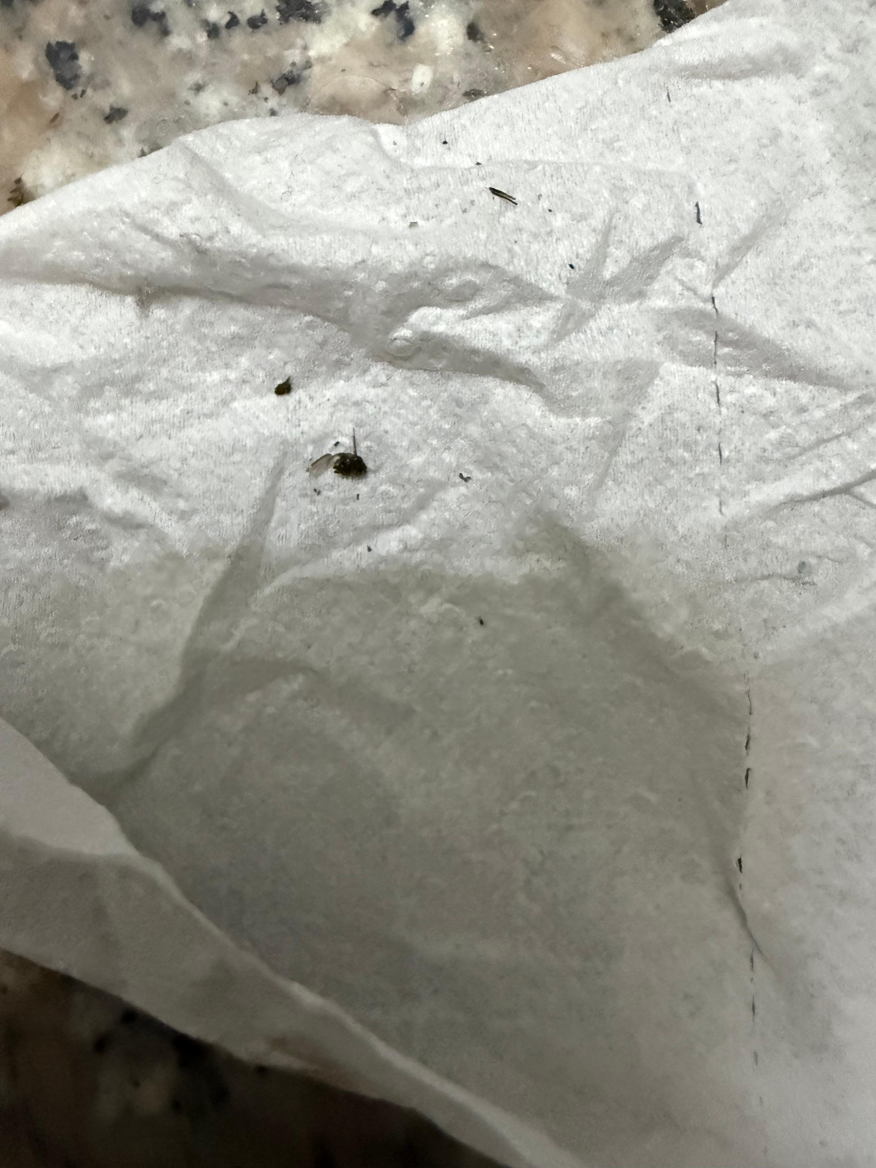 Roach