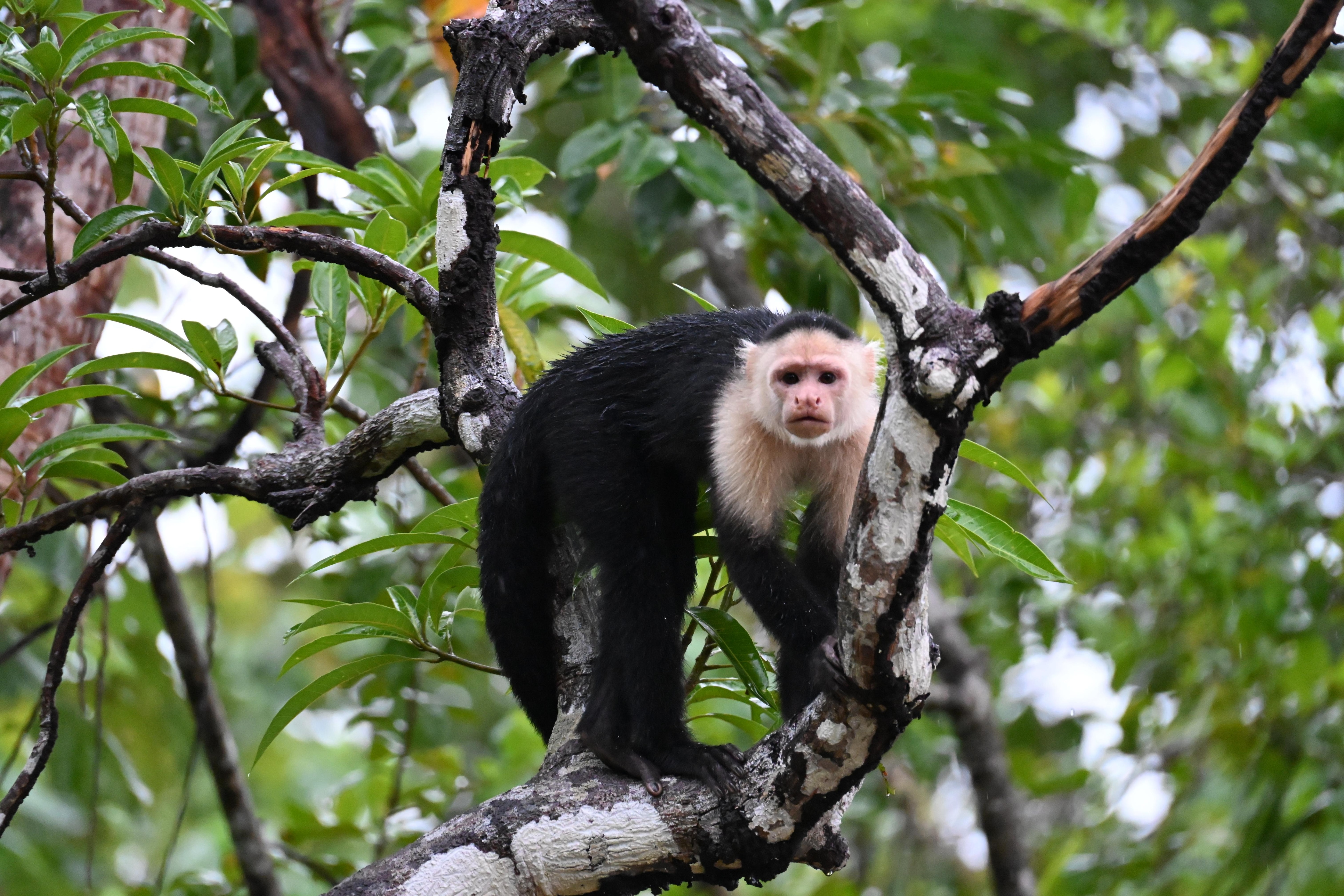 White-faced capuchin monkey in the backyard.