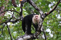 White-faced capuchin monkey in the backyard.