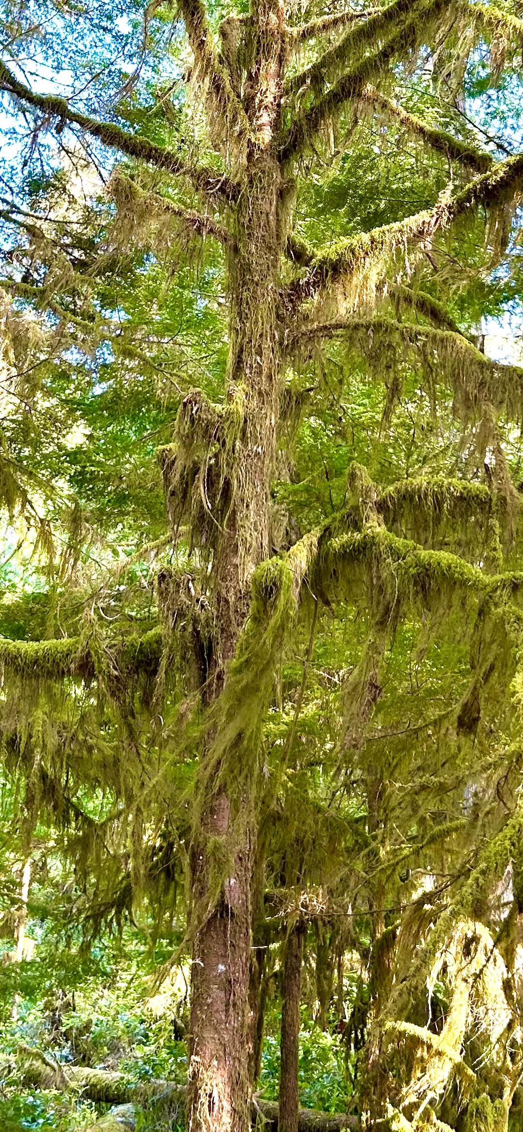 Skookumchuck hike