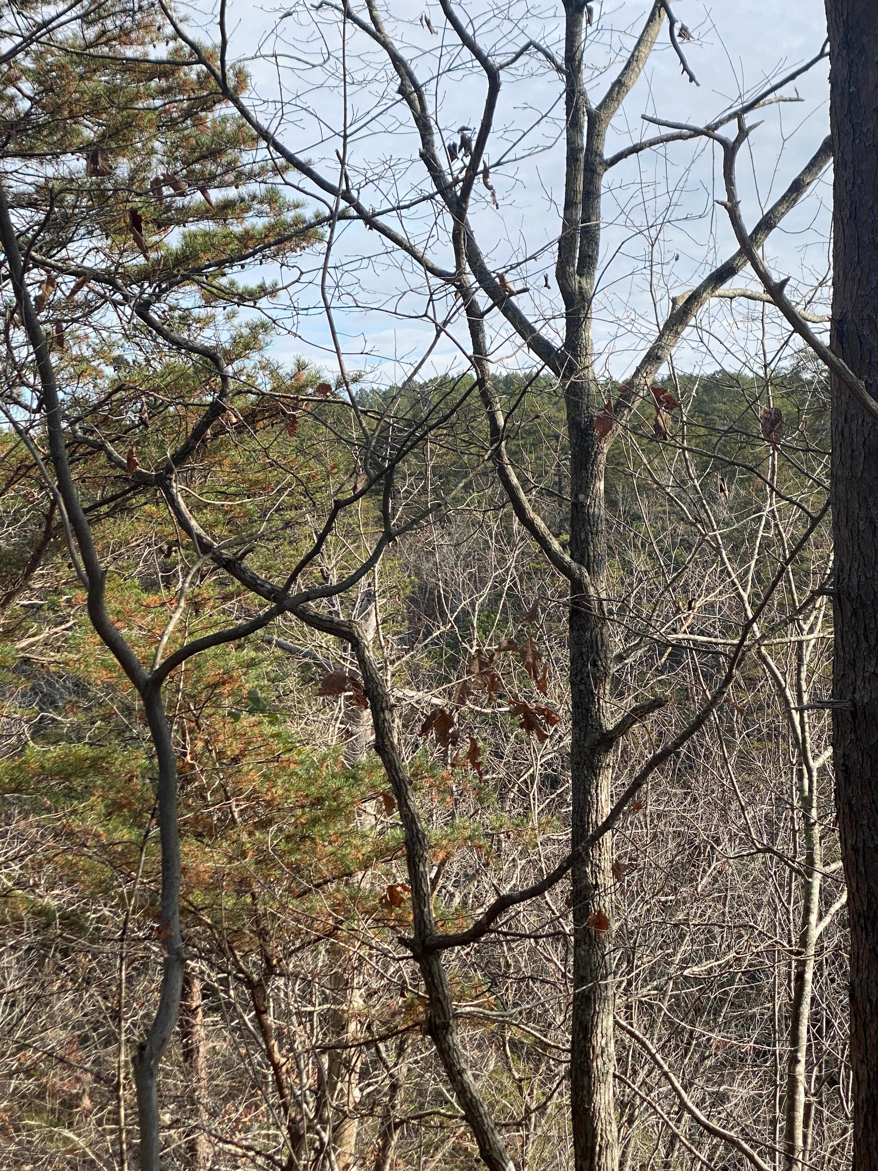 View from back deck. 