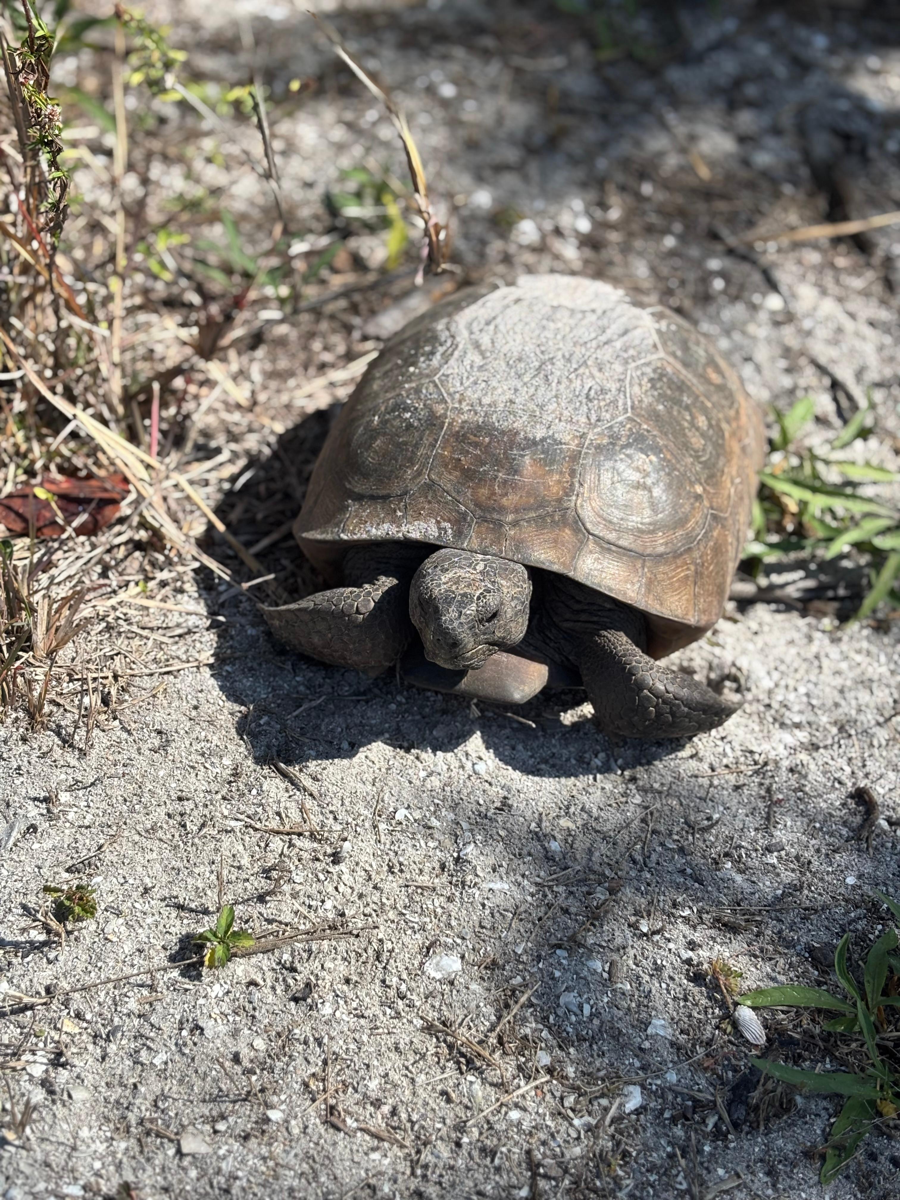 Lots of tortoises at Bare Foot Beach Preserve