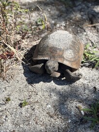 Lots of tortoises at Bare Foot Beach Preserve
