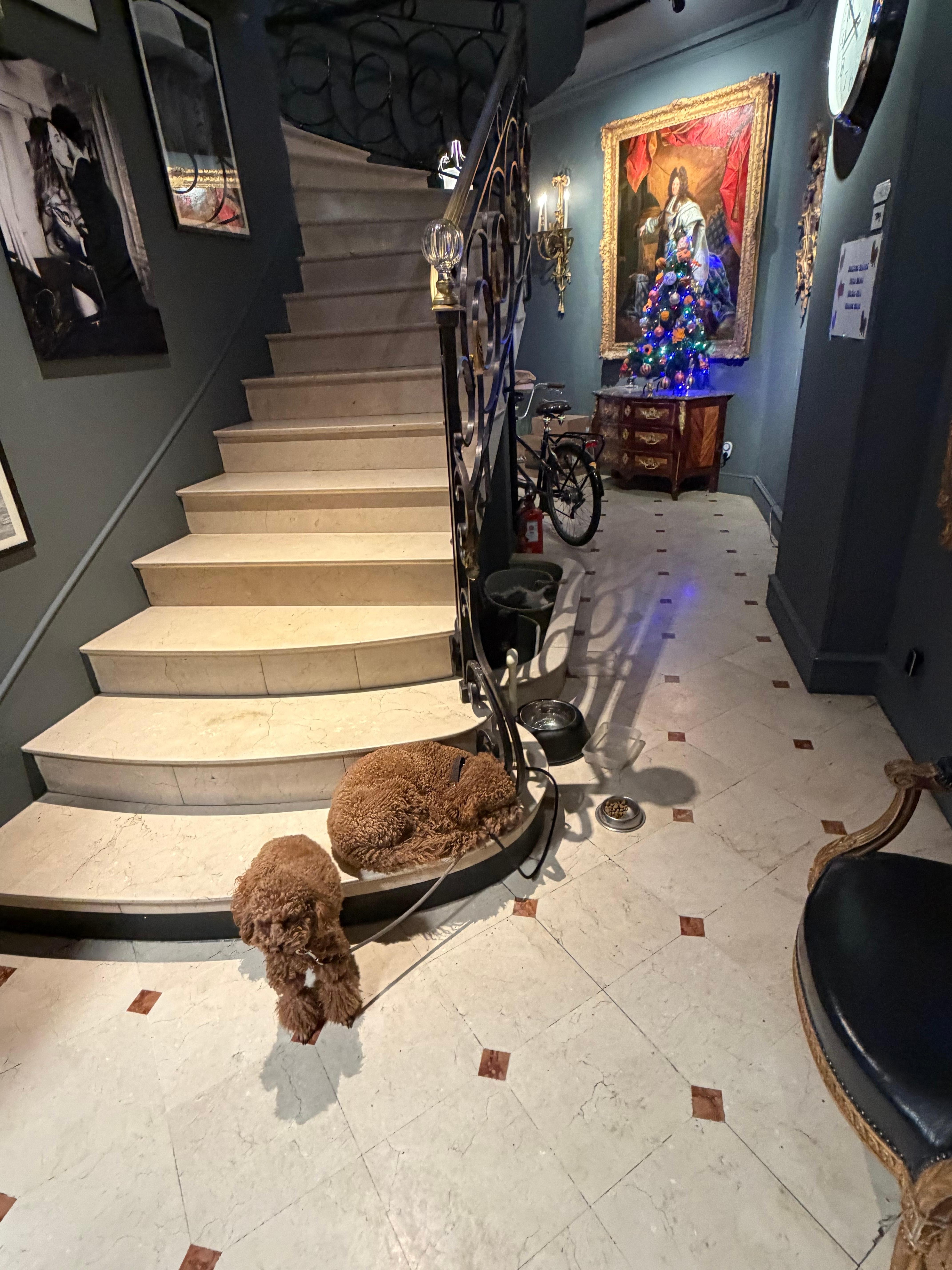 Poodles are greeters.  