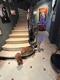 Poodles are greeters.