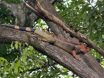 Red headed iguana at the house.