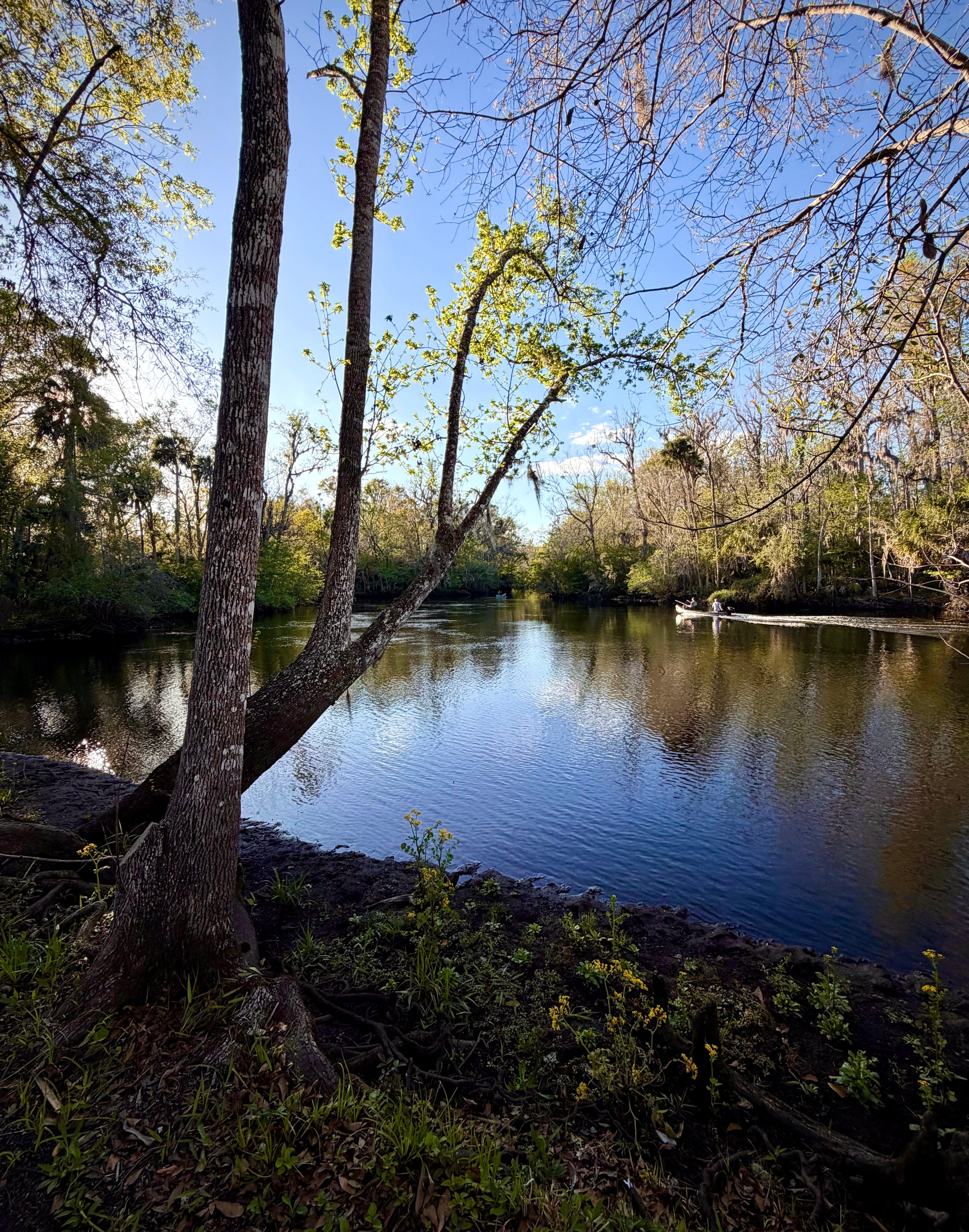 Near sunset on the Aucilla