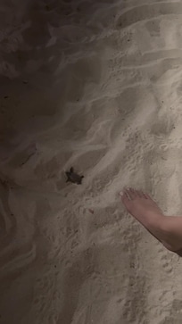 We were lucky enough to be there for sea turtle hatchings.