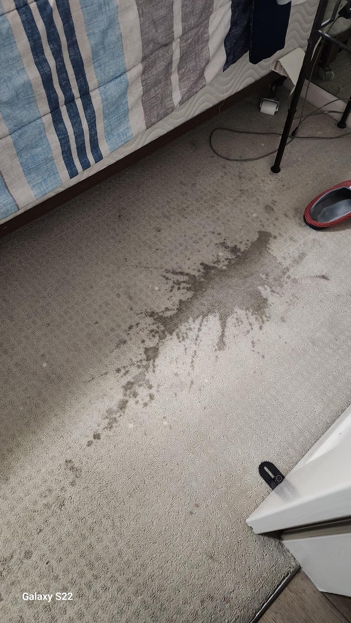 Master bedroom carpet