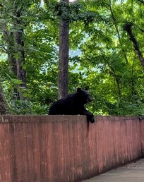 Mom waiting on cubs in tree