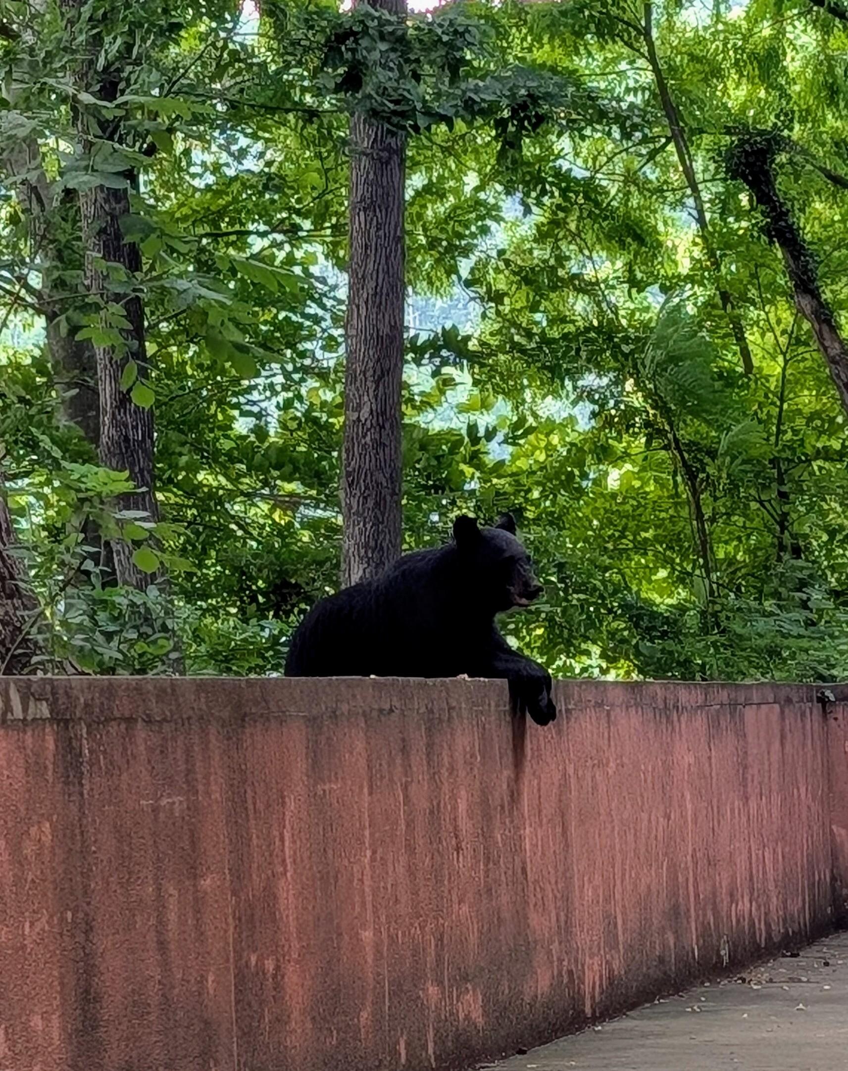 Mom waiting on cubs in tree