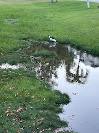 Natural landscaping