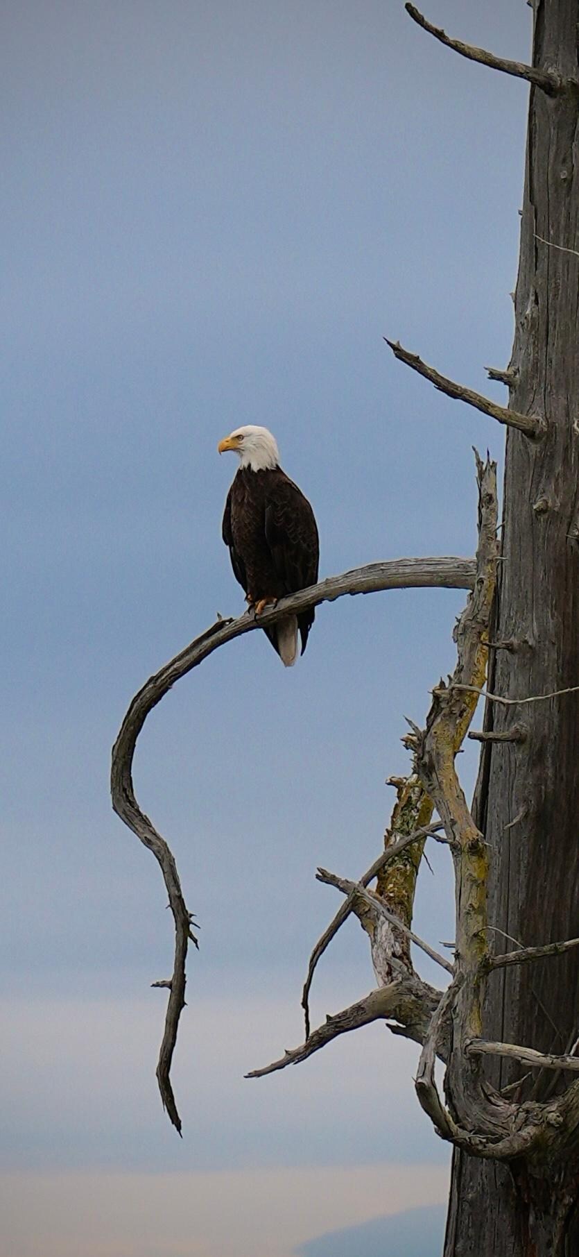 Eagle on bluff