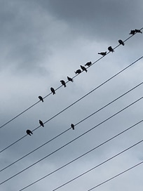 Birds on a wire near the swimming pool.