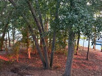 Morning sunrise hitting the trees