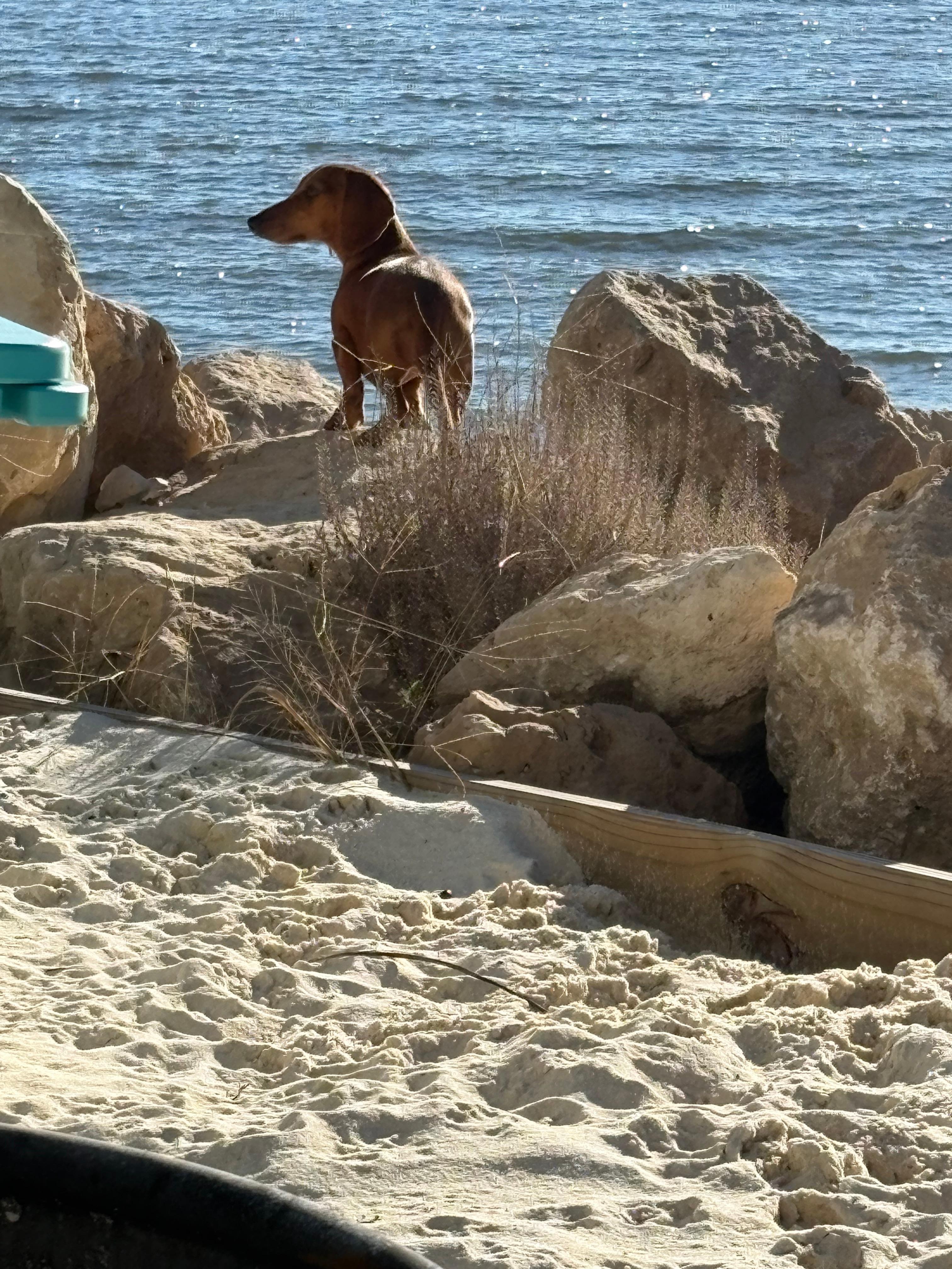 Penny exploring the back yard.