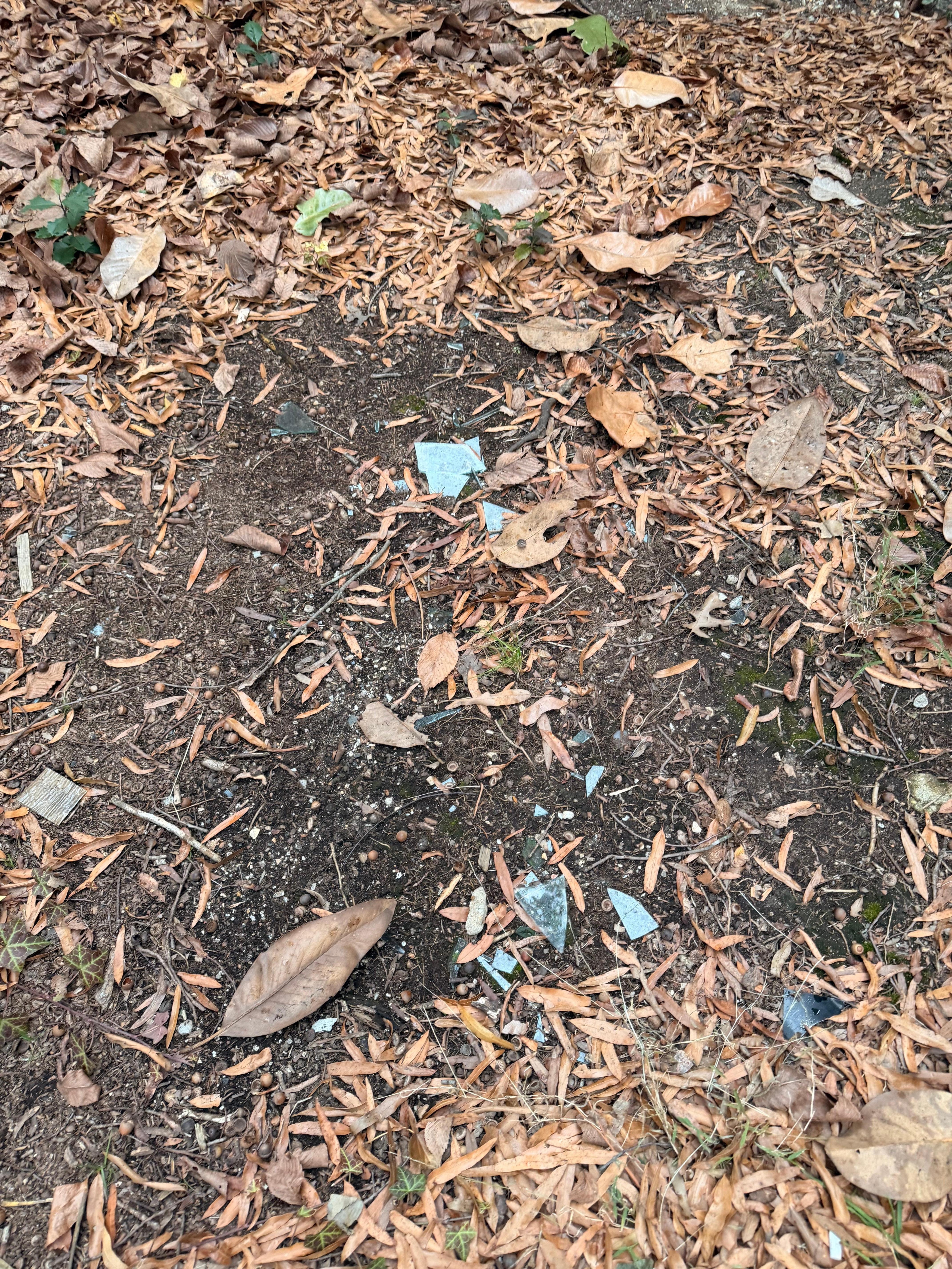 Broken glass all over the backyard. This property is listed as safe for pets and we were really disappointed to find this all over the yard