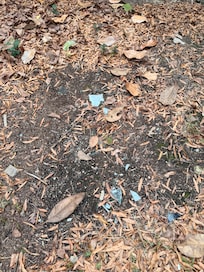 Broken glass all over the backyard. This property is listed as safe for pets and we were really disappointed to find this all over the yard