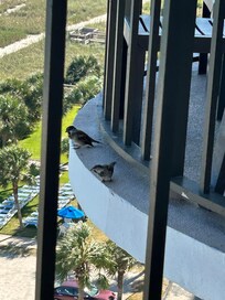 Friendly sparrows