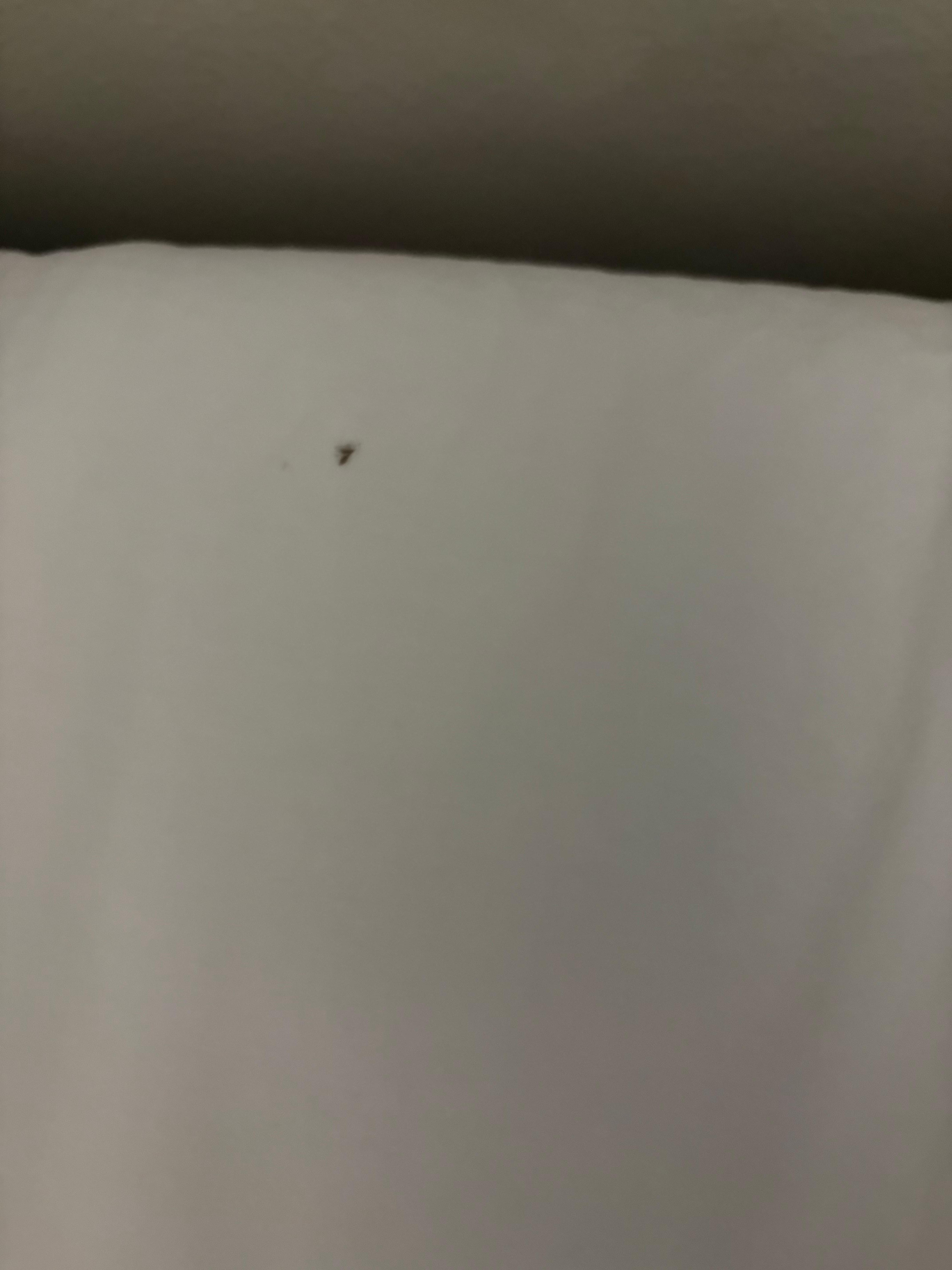 Dead bug on the sheets