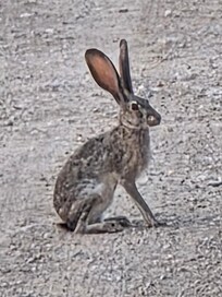 One of the locals