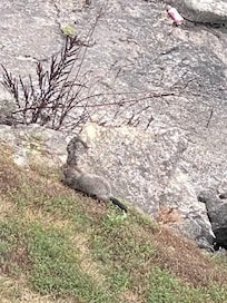 Saw a river otter while sitting on the balcony