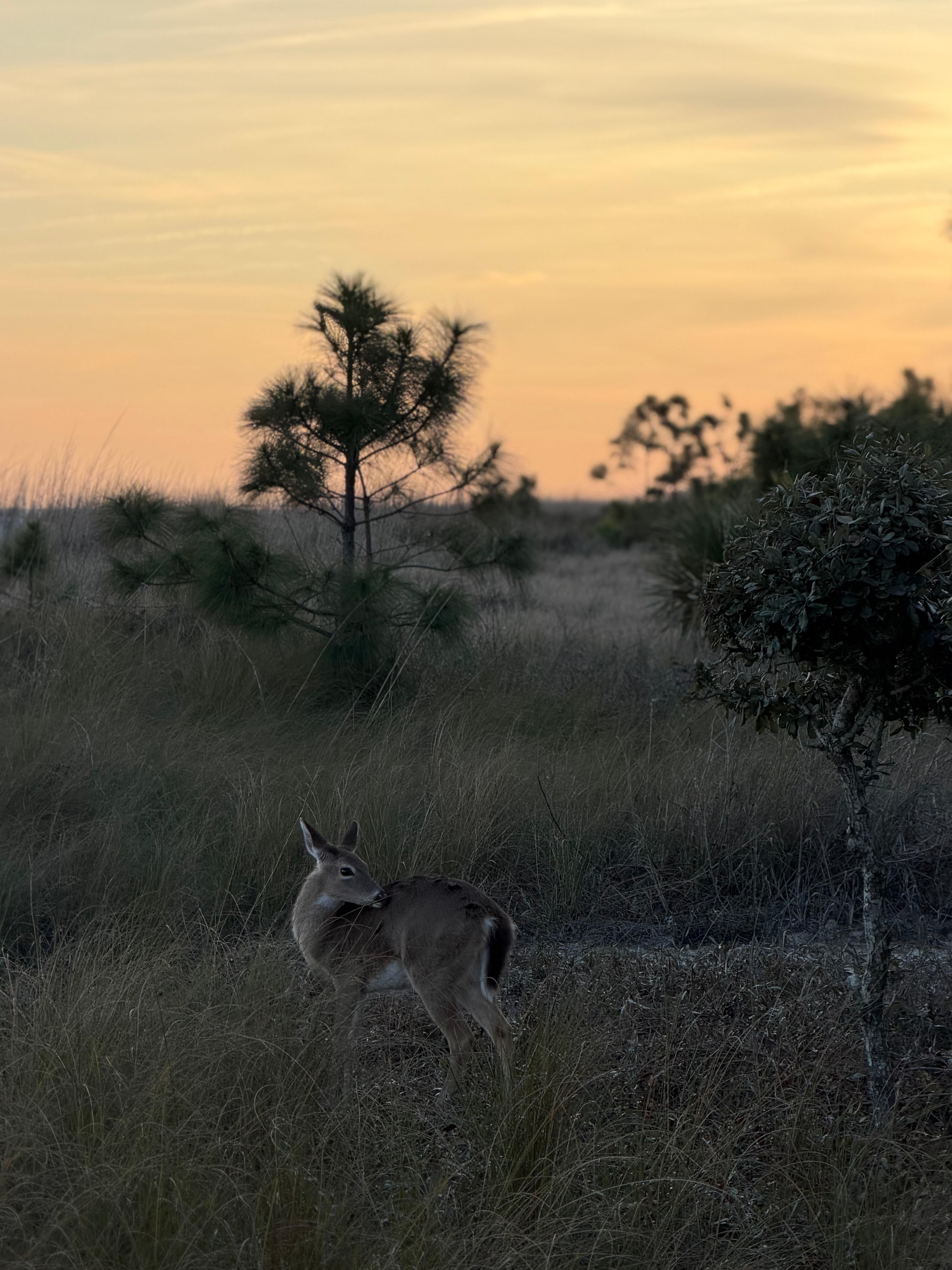 We even spotted this deer on one of our sunset beach walks down Firethorn!
