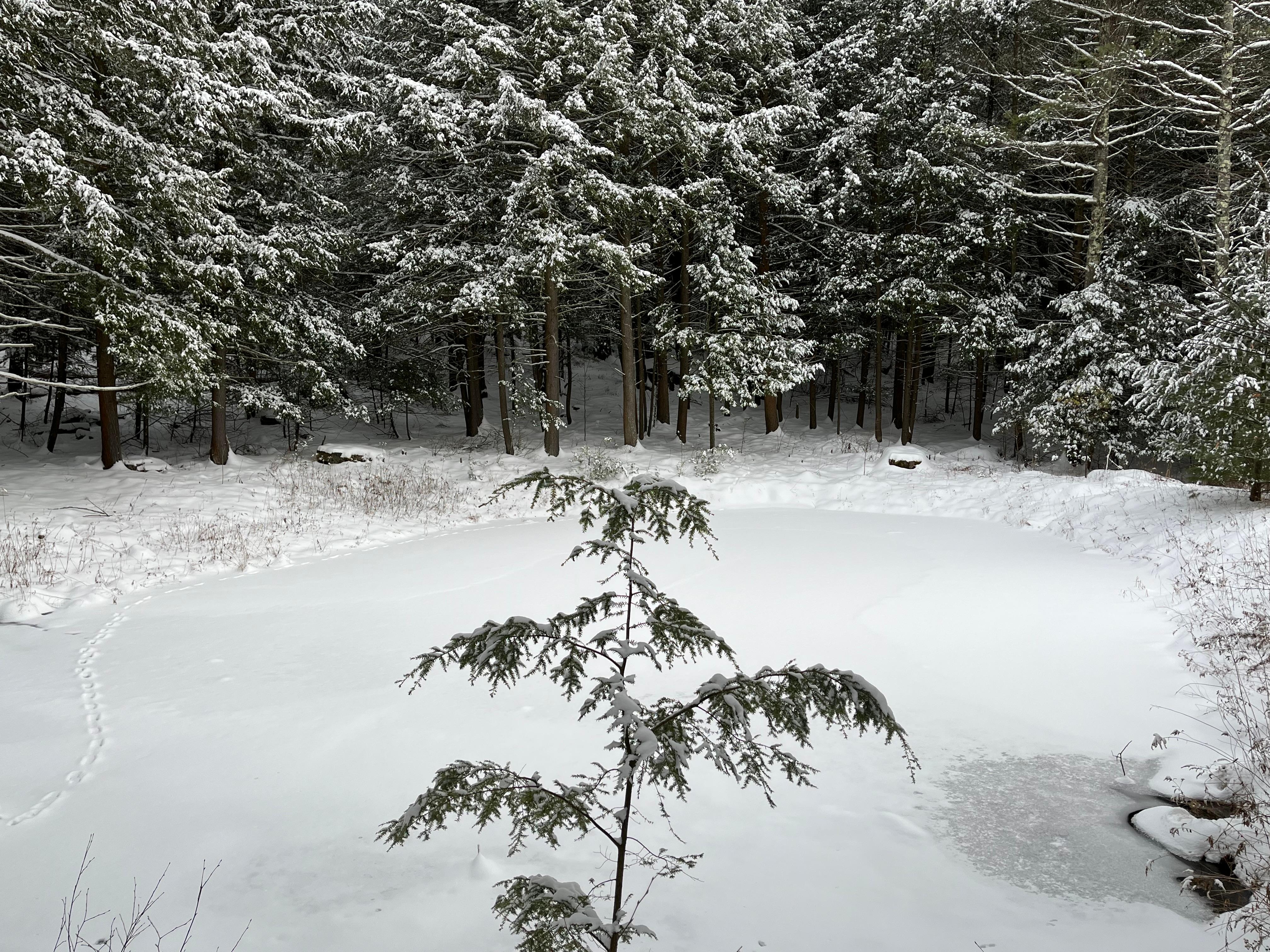 This was one of three ponds on the property, and we saw an otter here