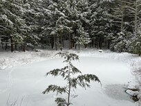 This was one of three ponds on the property, and we saw an otter here