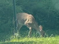 A beautiful visitor