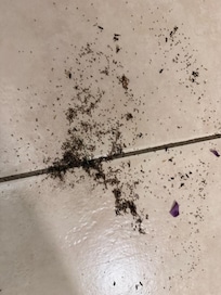 Hundreds of ants after spraying one of the outlets with raid. There were dead ants every night and every morning. It was constant!