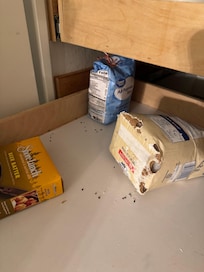 Water roach droppings