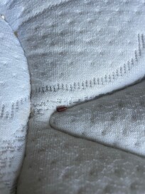 Bug on matress
