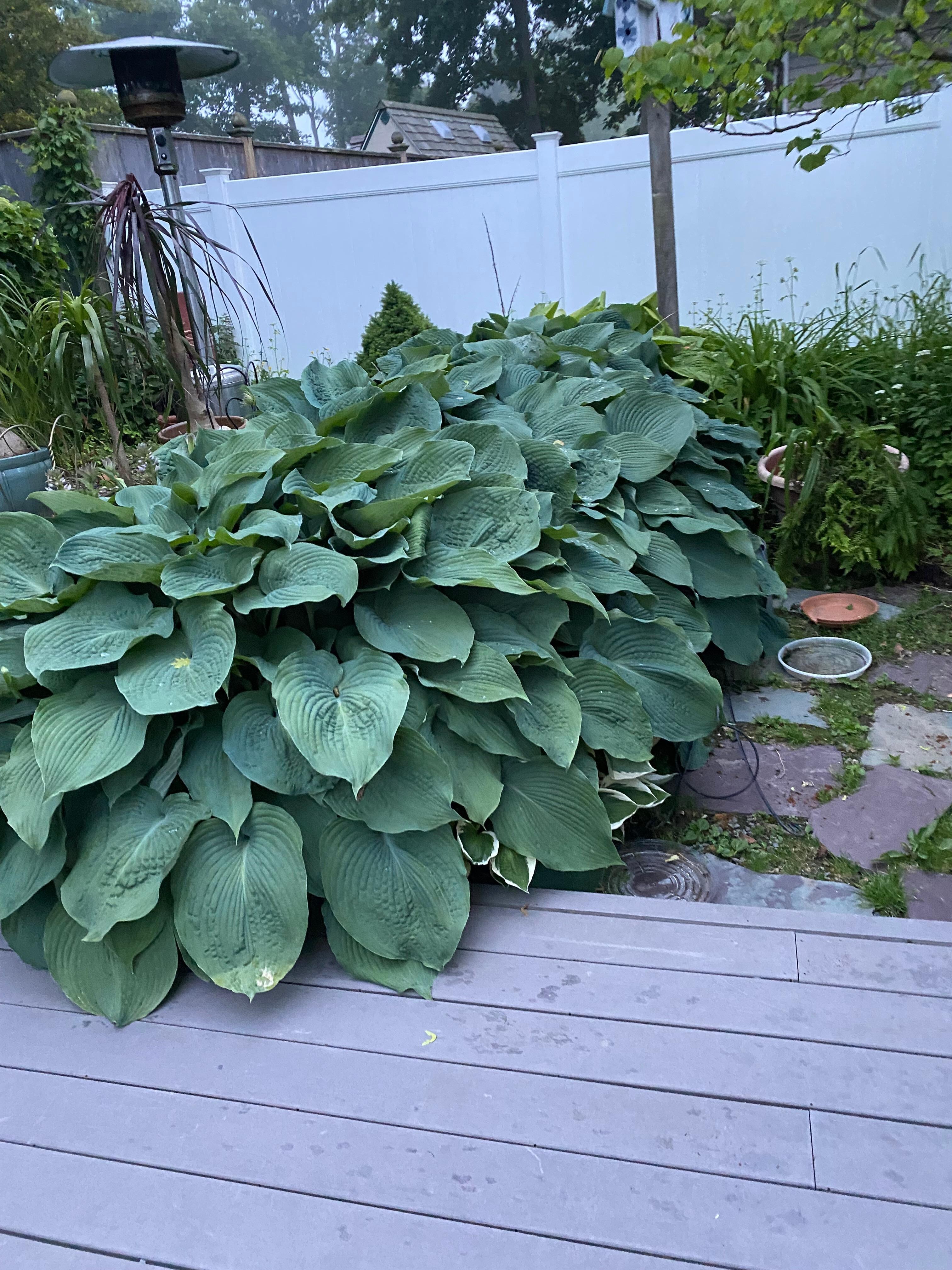 Beautiful hostas outside 